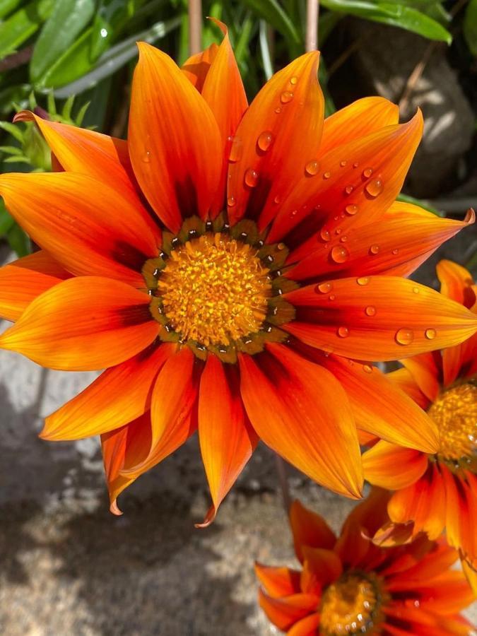 B&B Il Corallo Ла-Маддалена Екстер'єр фото